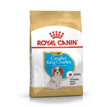 Görseli Galeri görüntüleyiciye yükleyin, Royal Canin Cavalier King Charles Köpek Maması 1.5 Kg-Yavru Cavalier King Charles Spaniel ırkı köpekleri için mama (tam yem) - 12 aya kadar