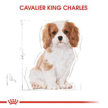 Görseli Galeri görüntüleyiciye yükleyin, Royal Canin Cavalier King Charles Köpek Maması 1.5 Kg-Yavru Cavalier King Charles Spaniel ırkı köpekleri için mama (tam yem) - 12 aya kadar