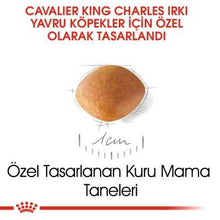 Görseli Galeri görüntüleyiciye yükleyin, Royal Canin Cavalier King Charles Köpek Maması 1.5 Kg-Yavru Cavalier King Charles Spaniel ırkı köpekleri için mama (tam yem) - 12 aya kadar