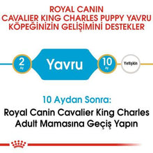 Görseli Galeri görüntüleyiciye yükleyin, Royal Canin Cavalier King Charles Köpek Maması 1.5 Kg-Yavru Cavalier King Charles Spaniel ırkı köpekleri için mama (tam yem) - 12 aya kadar